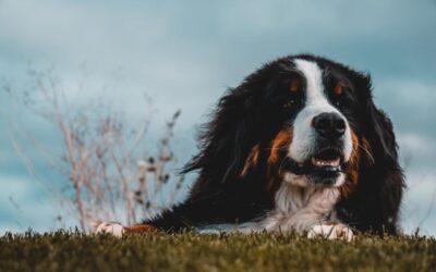 Presidential Pooch Steals The Show 